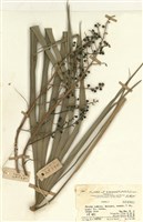 藏品(棕櫚)的圖片